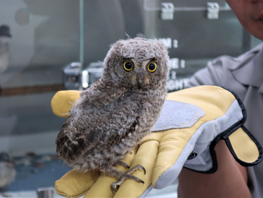 사진_소쩍새 미아.jpg