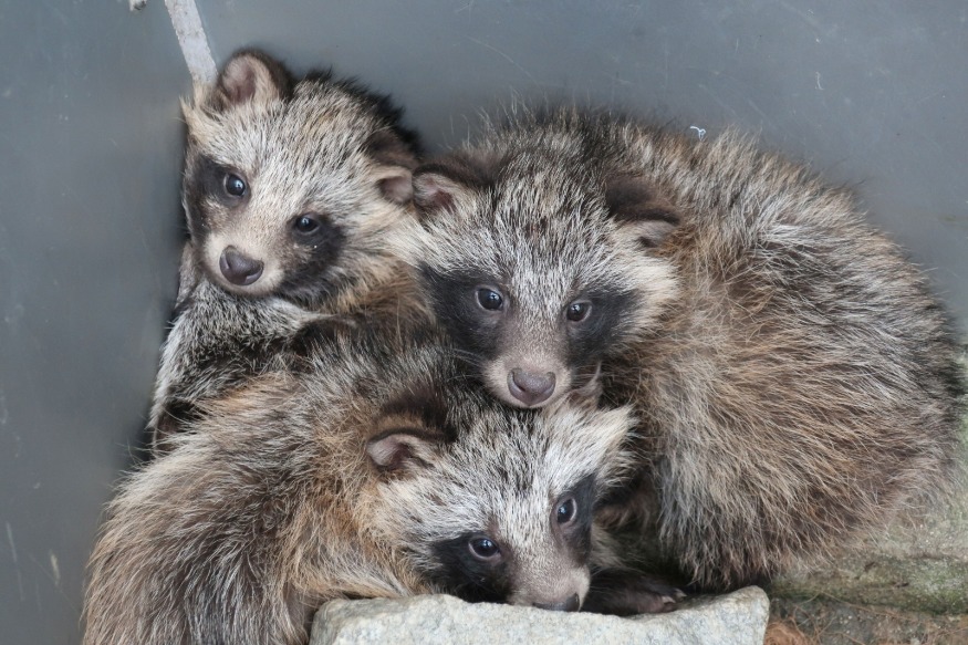 사진_너구리 미아.JPG