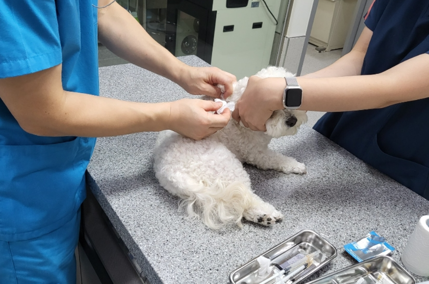 자료사진_동물병원 진료.png